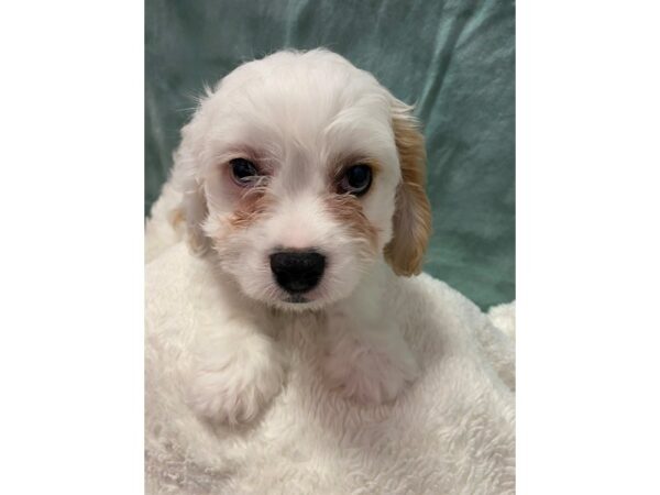 Cavachon DOG Male BLENHEIM 8904 Petland Dalton, Georgia