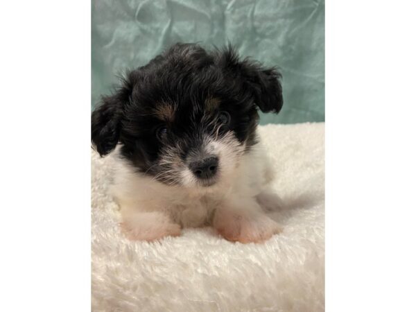 Pomachon DOG Male BLK WHITE 8903 Petland Dalton, Georgia