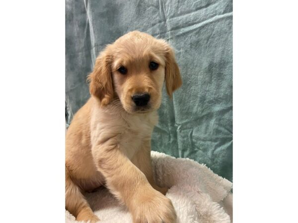 Golden Retriever DOG Female Golden 8901 Petland Dalton, Georgia