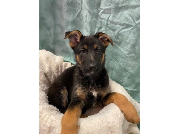 German Shepherd DOG Female Black & Tan 8900 Petland Dalton, Georgia