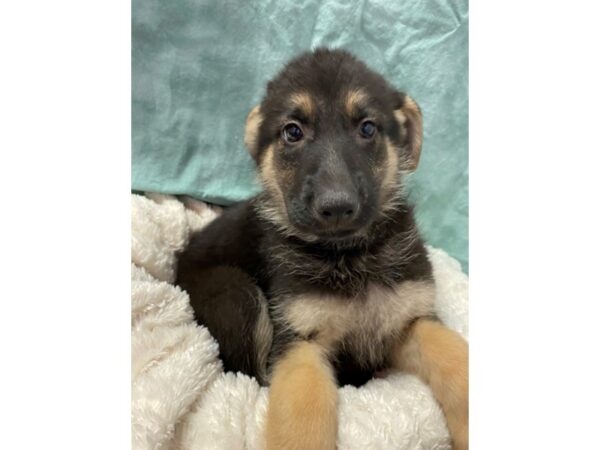 German Shepherd DOG Female Black & Tan 8899 Petland Dalton, Georgia