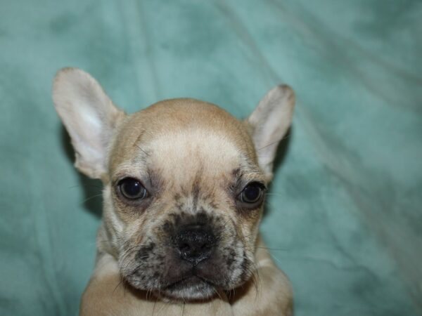 French Bulldog DOG Female FAWN 19541 Petland Dalton, Georgia