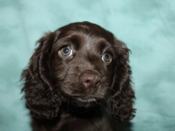 Chiweenie-DOG-Female-CHOC-8917-Petland Dalton, Georgia