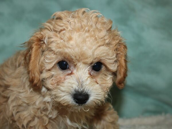 Bichapoo DOG Male APRICOT 8916 Petland Dalton, Georgia