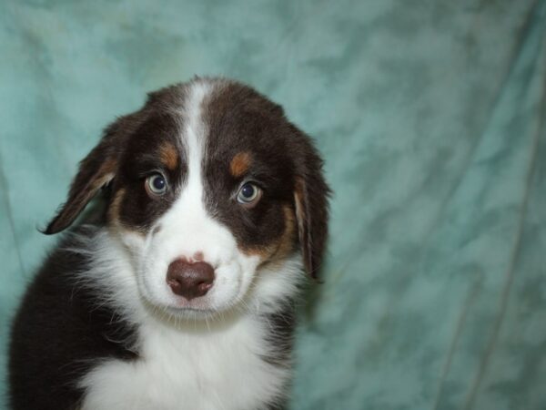 Australian Shepherd DOG Male Red Tri-Color 19553 Petland Dalton, Georgia