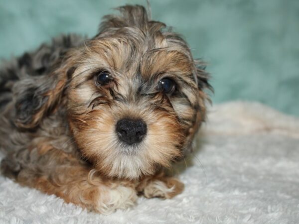 Yorkie Poo DOG Male BLUEMERLETAN 19549 Petland Dalton, Georgia