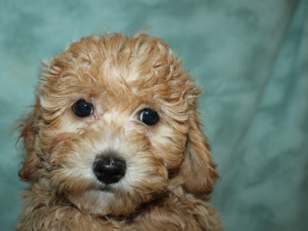 Bichapoo DOG Female RED 19550 Petland Dalton, Georgia