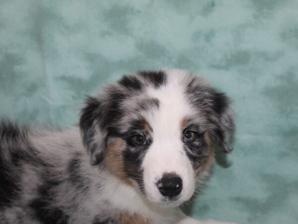 Australian Shepherd DOG Male Blue Merle 8927 Petland Dalton, Georgia