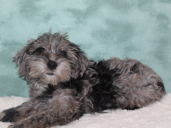 Yorkiepoo-DOG-Female-BLUE MERLE-8926-Petland Dalton, Georgia