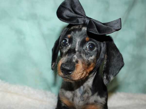 Dachshund DOG Female SILVER DAPPLE 19570 Petland Dalton, Georgia