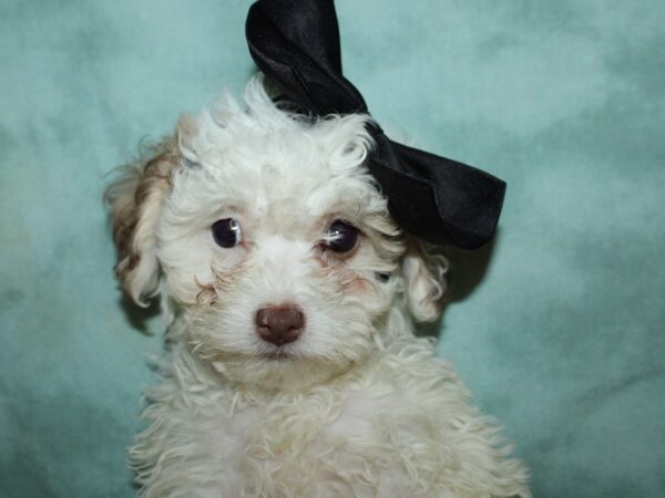 Poo Chon-DOG-Female-BLK WH-19564-Petland Dalton, Georgia