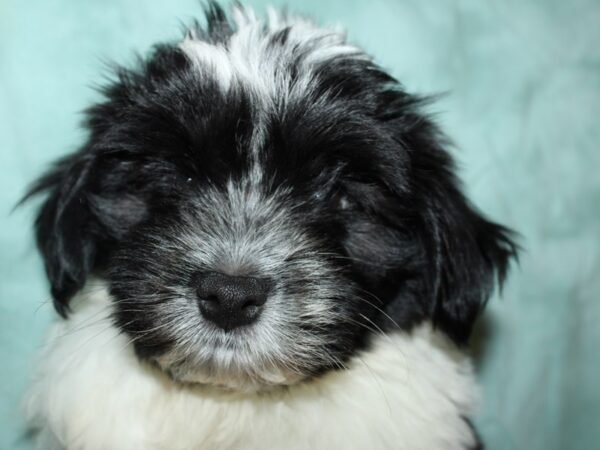 Havanese DOG Male Black and White 19562 Petland Dalton, Georgia