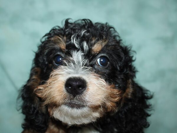 Bernadoodle-DOG-Female-BLK TRI-19565-Petland Dalton, Georgia