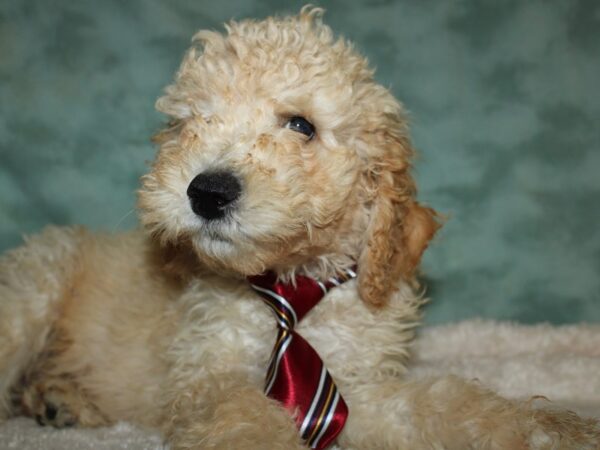 Standard Poodle-DOG-Male-Cream-19559-Petland Dalton, Georgia