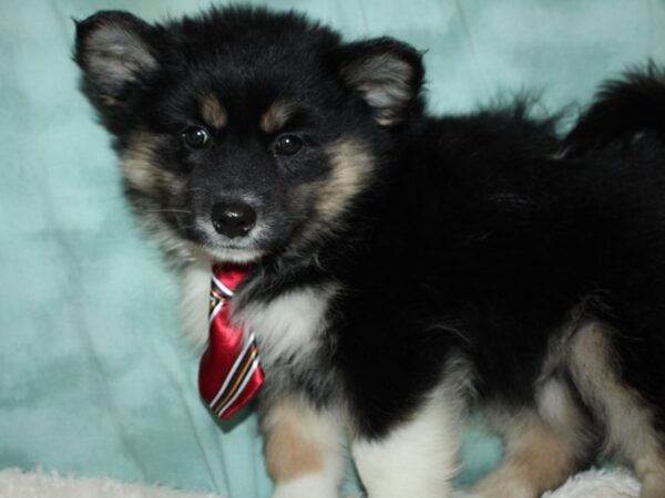 Pomsky-DOG-Male-BLK WH-19569-Petland Dalton, Georgia