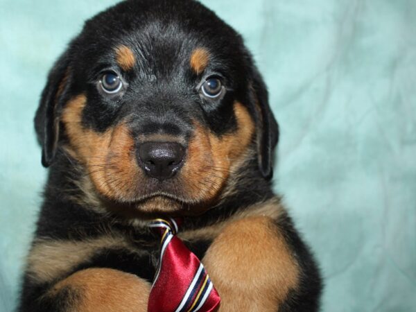 Rottweiler DOG Male BLK TAN 19558 Petland Dalton, Georgia