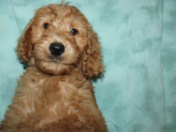 F2 ST Labdoodle-DOG-Female-RED-19556-Petland Dalton, Georgia