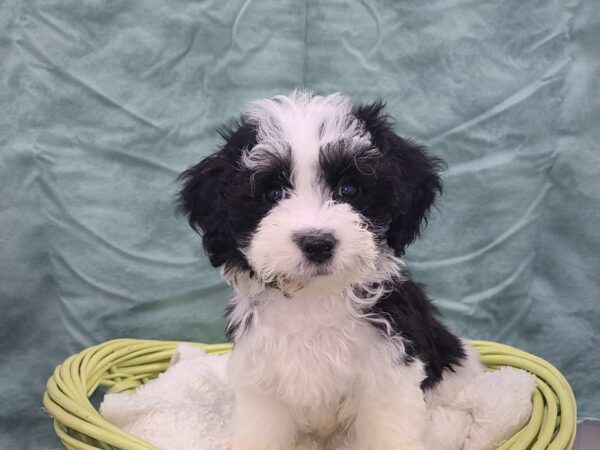 Havanese DOG Female Black 8932 Petland Dalton, Georgia