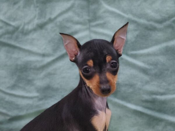 Miniature Pinscher DOG Female Black / Rust 8928 Petland Dalton, Georgia