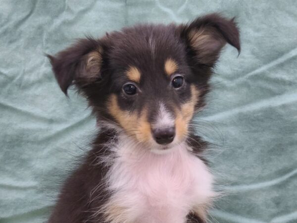 Shetland Sheepdog DOG Female Tri-Colored 8933 Petland Dalton, Georgia