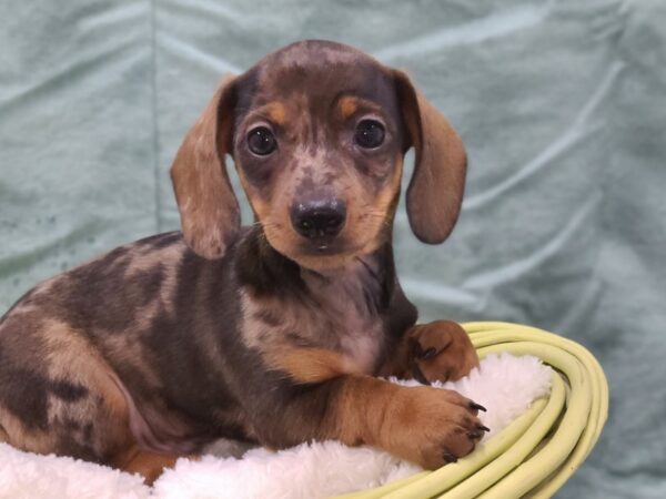 Dachshund DOG Male DAPPLE 8936 Petland Dalton, Georgia