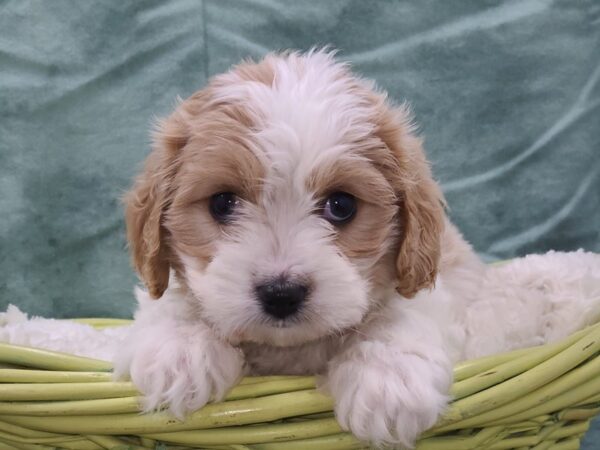 Cavachon DOG Male BLENHIEM 8935 Petland Dalton, Georgia