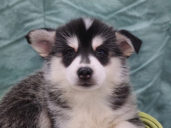 Pomsky DOG Male BLK WH 8942 Petland Dalton, Georgia