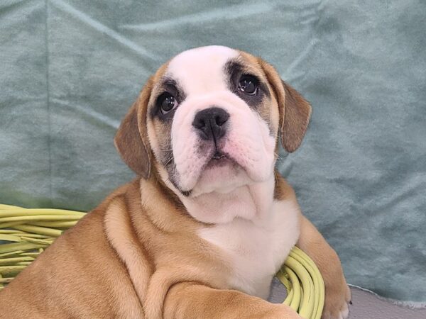 3/4 Beabull-DOG-Female-Red / White-8931-Petland Dalton, Georgia