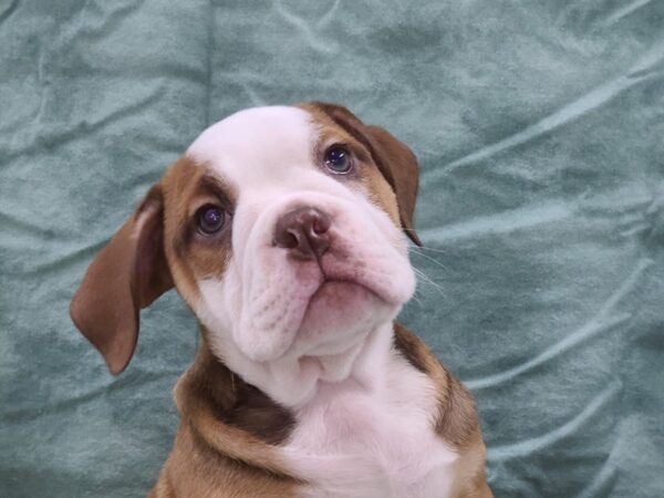 Victorian Bulldoge DOG Female Fawn 8929 Petland Dalton, Georgia