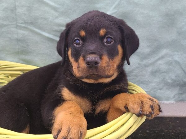 Rottweiler-DOG-Female-BLK TAN-8934-Petland Dalton, Georgia