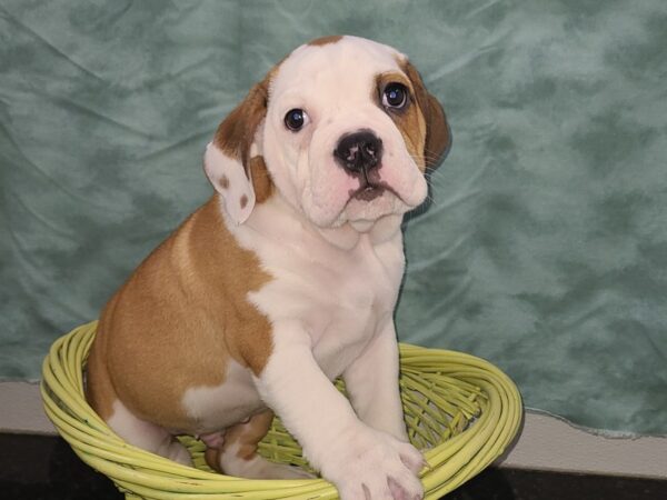 3/4 Beabull-DOG-Male-Red / White-8930-Petland Dalton, Georgia