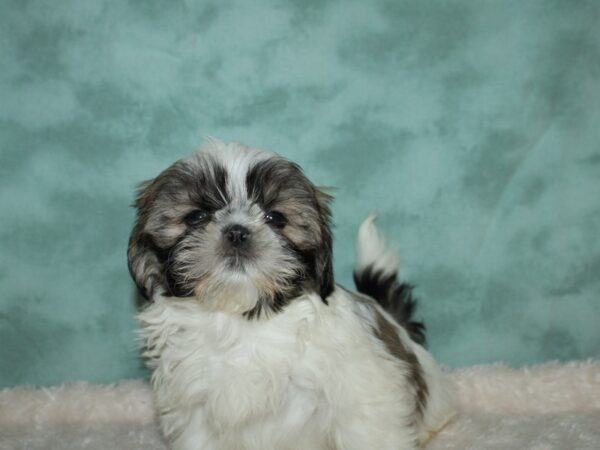 Shih Tzu DOG Male Brown & White 19584 Petland Dalton, Georgia