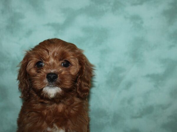 Cava Poo DOG Female DARK RED 19581 Petland Dalton, Georgia