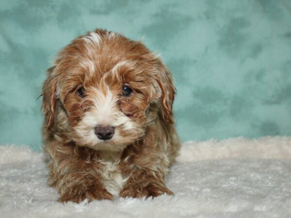 Yorkie Poo-DOG-Female-BLK TAN-8952-Petland Dalton, Georgia