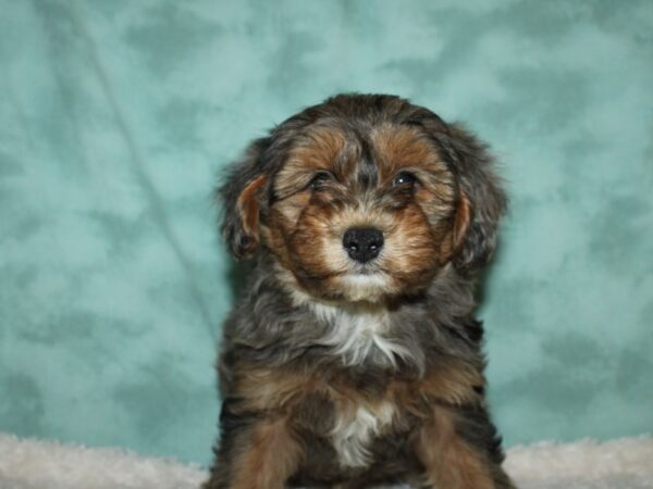 Yorkie Poo DOG Male BLK TAN 19579 Petland Dalton, Georgia