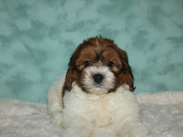 Teddy DOG Male BROWN WHITE 19574 Petland Dalton, Georgia