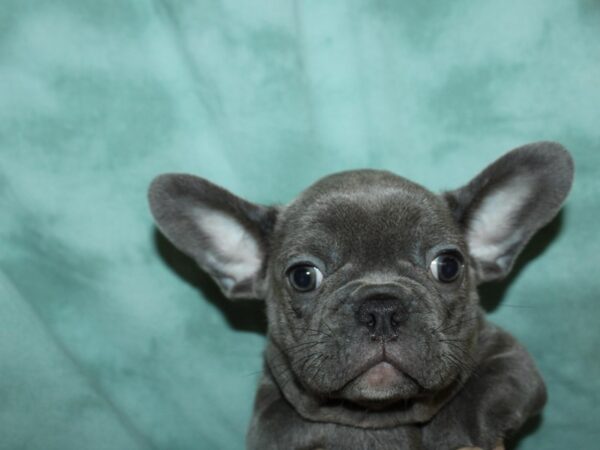 French Bulldog DOG Male BLUE 19583 Petland Dalton, Georgia