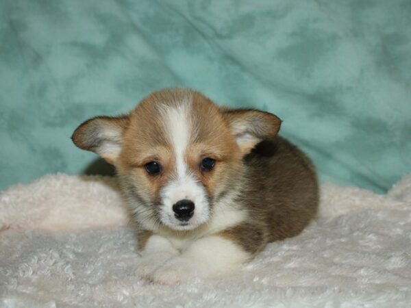 Pembroke Welsh Corgi DOG Male RED WHITE 19577 Petland Dalton, Georgia