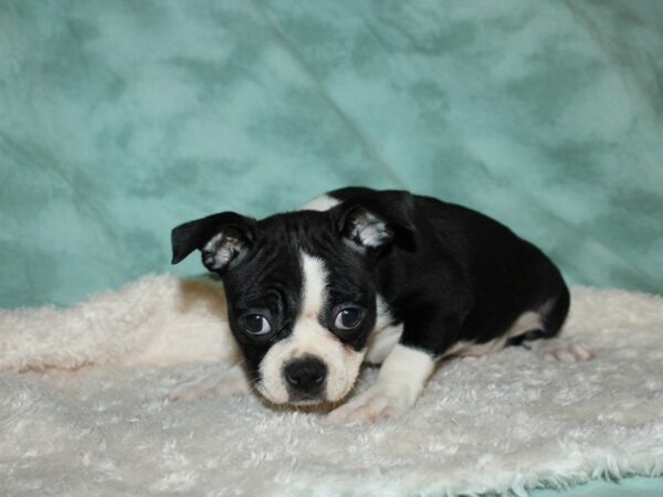 Boston Terrier DOG Female BLK WHITE 19573 Petland Dalton, Georgia