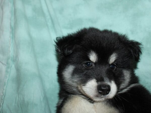 Pomsky-DOG-Male-BLK WH-19587-Petland Dalton, Georgia