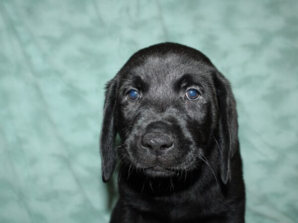 Labrador Retriever DOG Male Chocolate 19571 Petland Dalton, Georgia