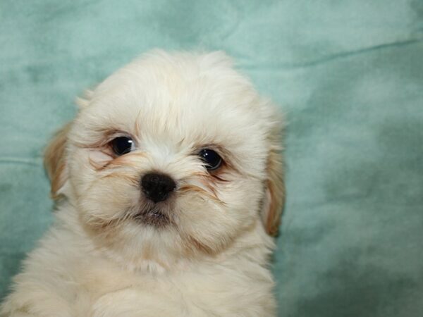 Teddy Bear DOG Male Red and White 19603 Petland Dalton, Georgia