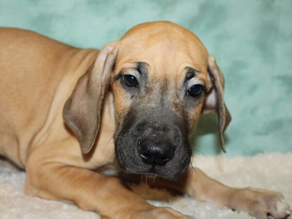 Great Dane DOG Male Fawn 19591 Petland Dalton, Georgia