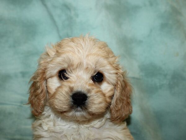 Cava Chon DOG Female BLENHIEM 19593 Petland Dalton, Georgia