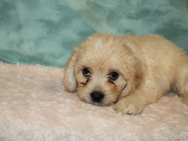 Cava Chon DOG Male BLENHIEM 8945 Petland Dalton, Georgia