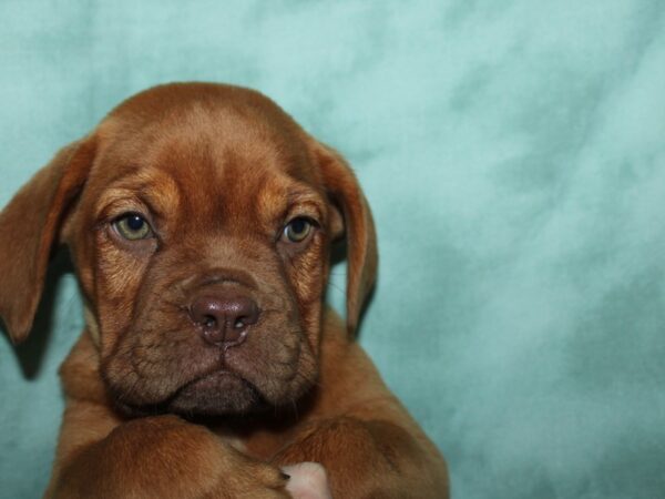 Dogue De Bordeaux-DOG-Female-Red-19610-Petland Dalton, Georgia