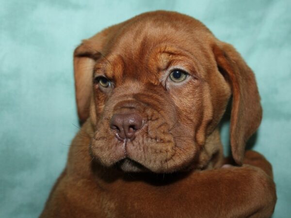 Dogue De Bordeaux-DOG-Female-Red-8963-Petland Dalton, Georgia