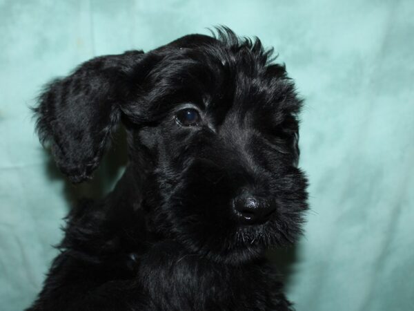 Giant Schnauzer DOG Male Black 19605 Petland Dalton, Georgia