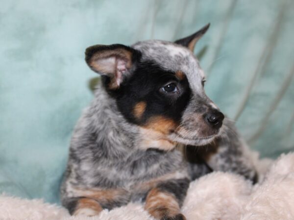 Australian Cattle Dog-DOG-Female-Blue Mottled-19604-Petland Dalton, Georgia