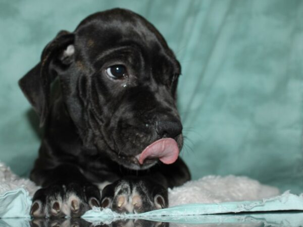 Cane Corso DOG Female Black Brindle 8961 Petland Dalton, Georgia